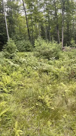 961 Maple Street Bethlehem NH 03574