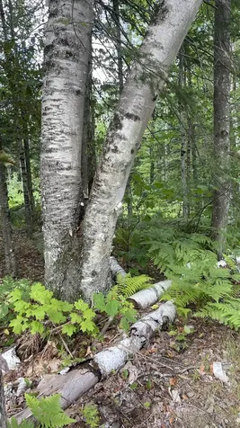 961 Maple Street Bethlehem NH 03574