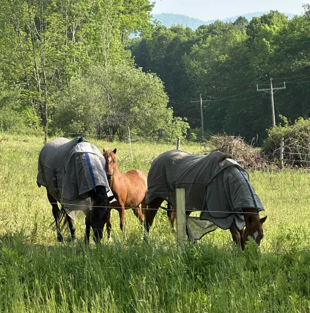 2500 Colvin Hill Road Danby VT 05739