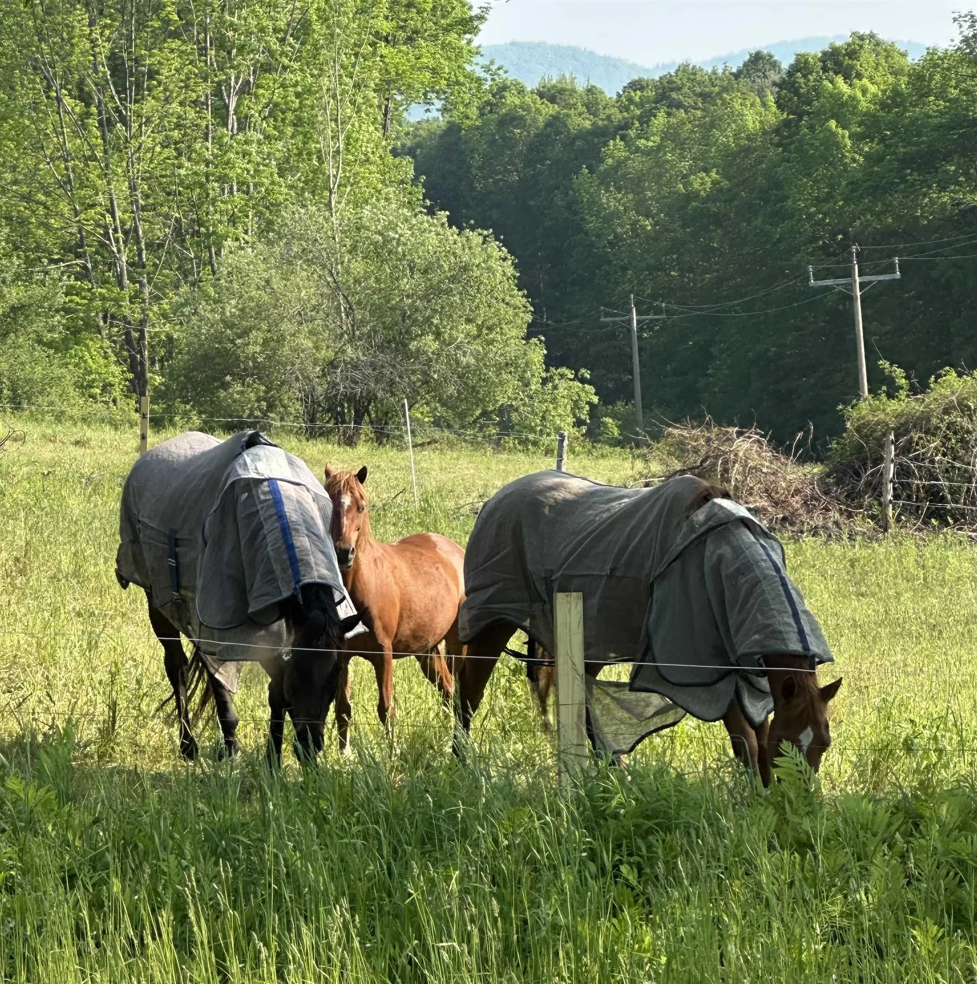 2500 Colvin Hill Road Danby VT 05739