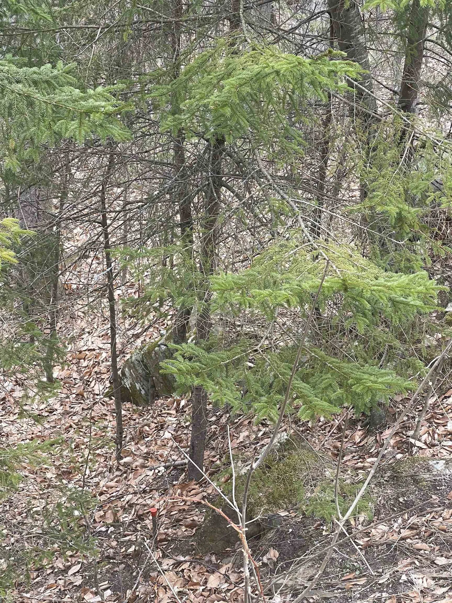 2-49 East Ash Road Plymouth VT 05056