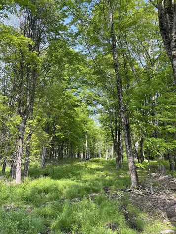 62 Cobb Hill Road Alstead NH 03602