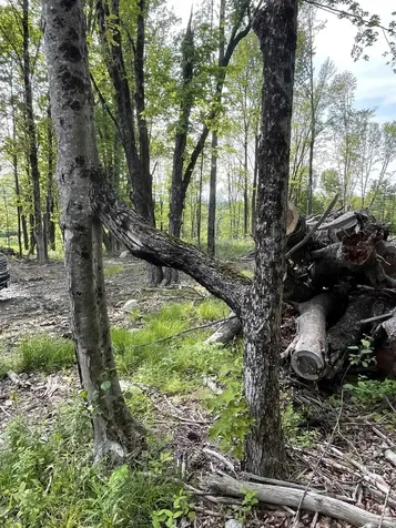 62 Cobb Hill Road Alstead NH 03602