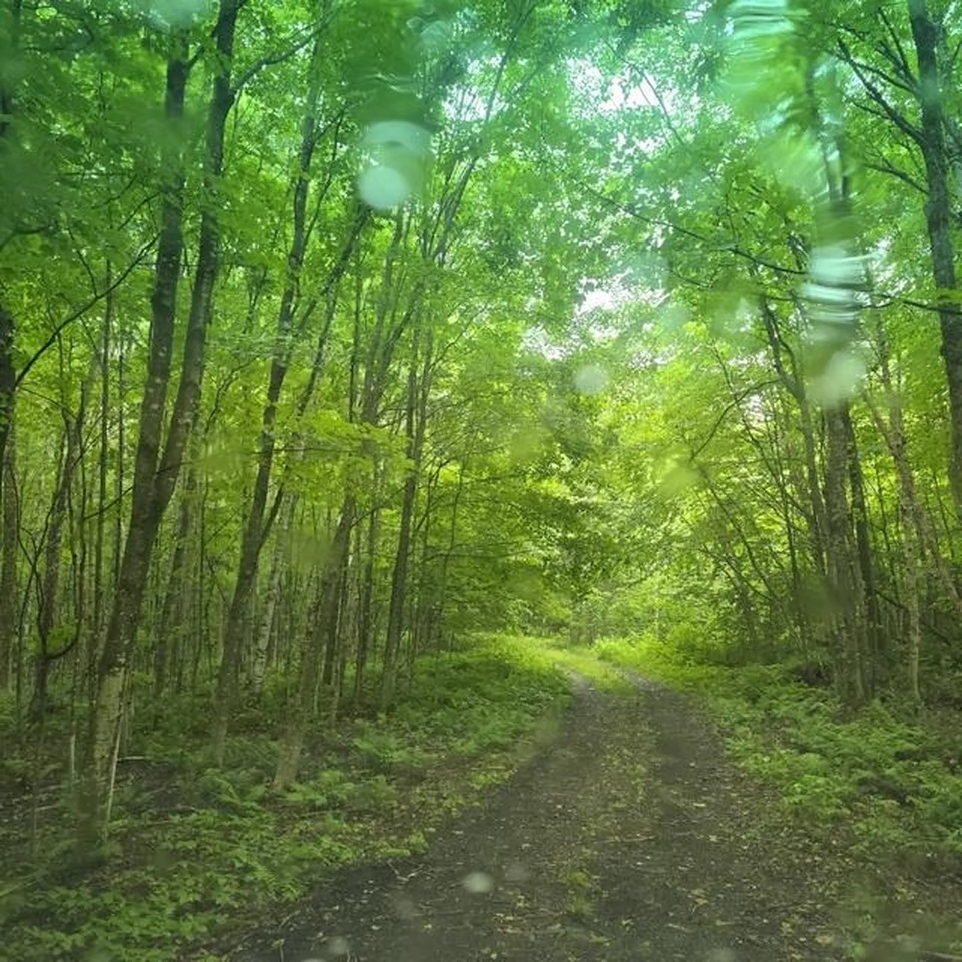 250 Kinney Hill Road Newark VT 05871