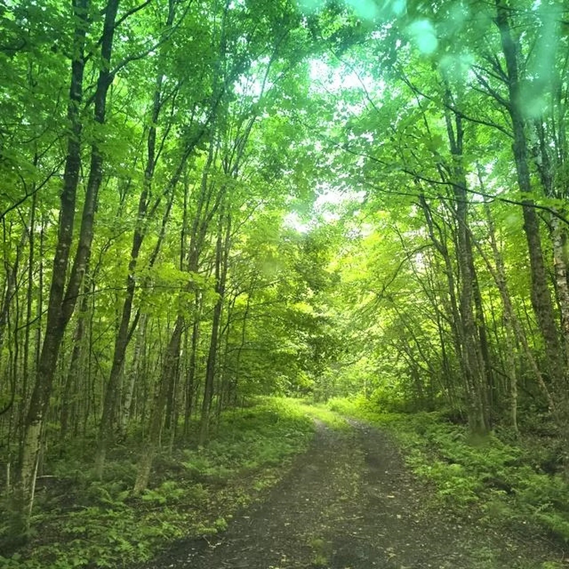 250 Kinney Hill Road Newark VT 05871