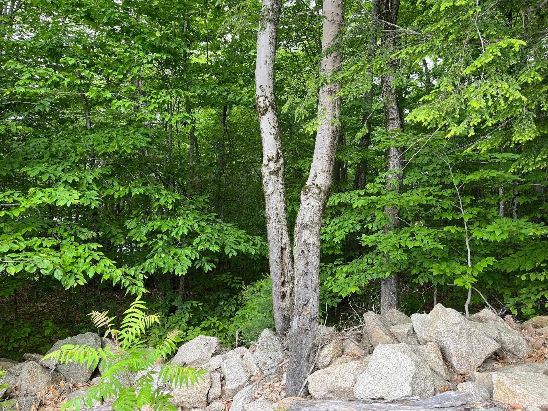 7 Beechwoods At Intervale Drive Bartlett NH 03812