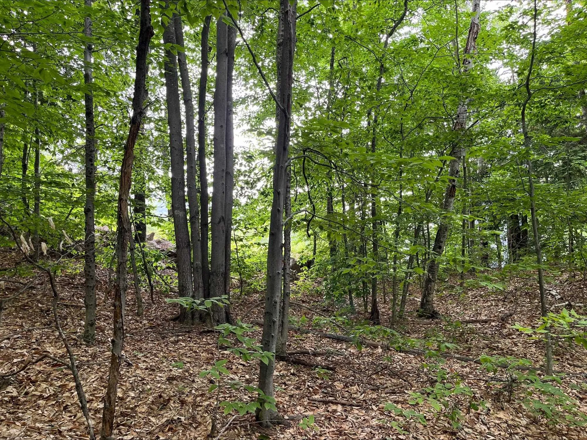 7 Beechwoods At Intervale Drive Bartlett NH 03812