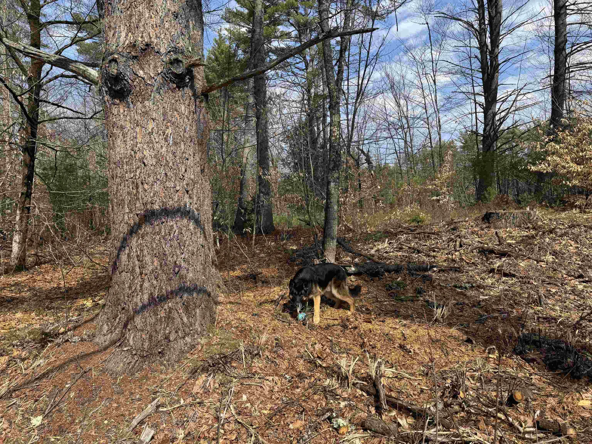 0 Green Mountain Road Effingham NH 03882