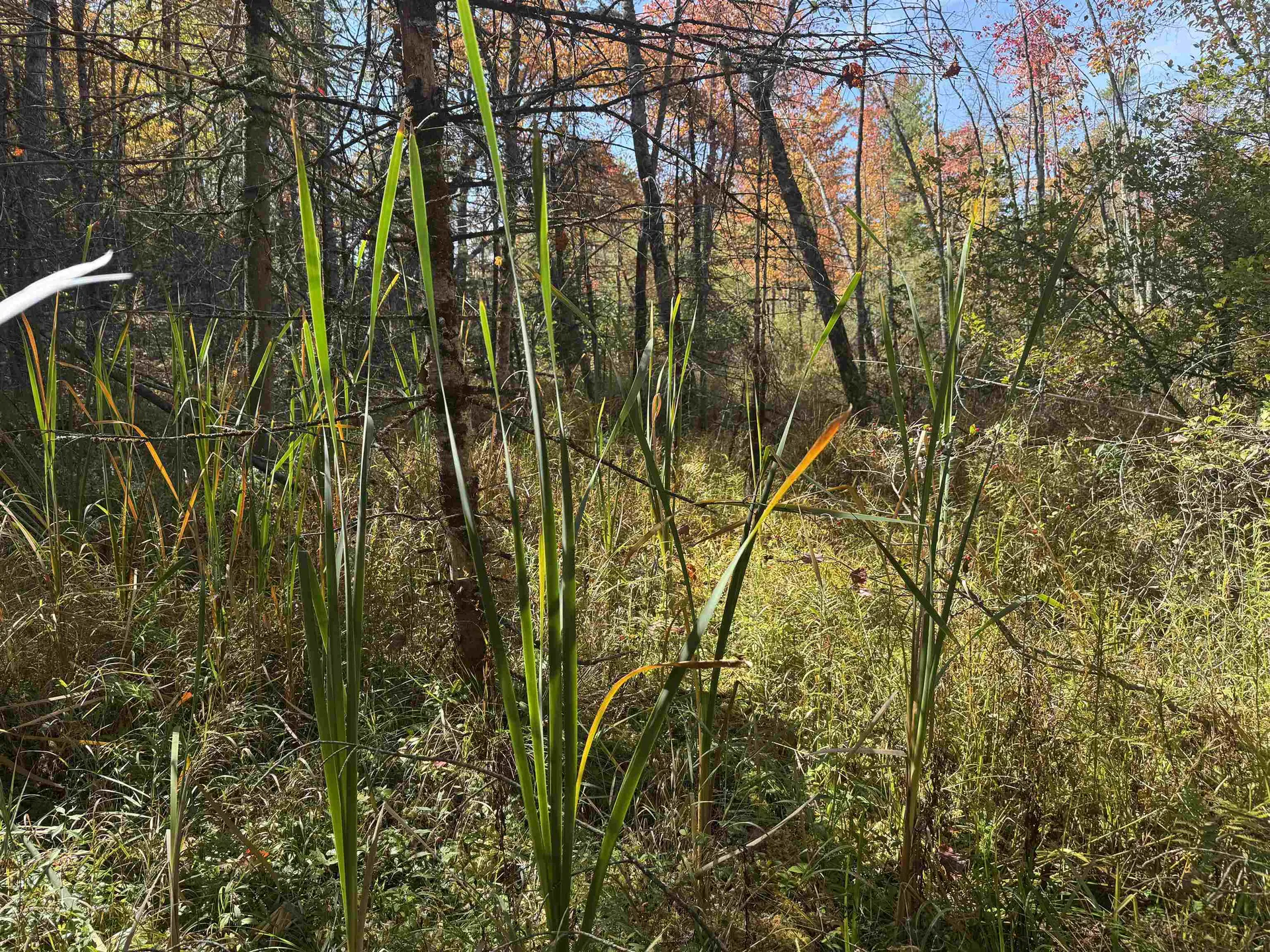 0 Green Mountain Road Effingham NH 03882