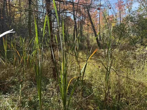 0 Green Mountain Road Effingham NH 03882