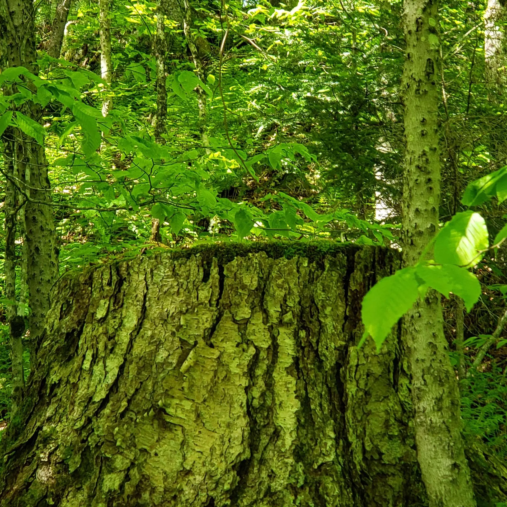 00 Beaver Meadow Road Roxbury VT 05669