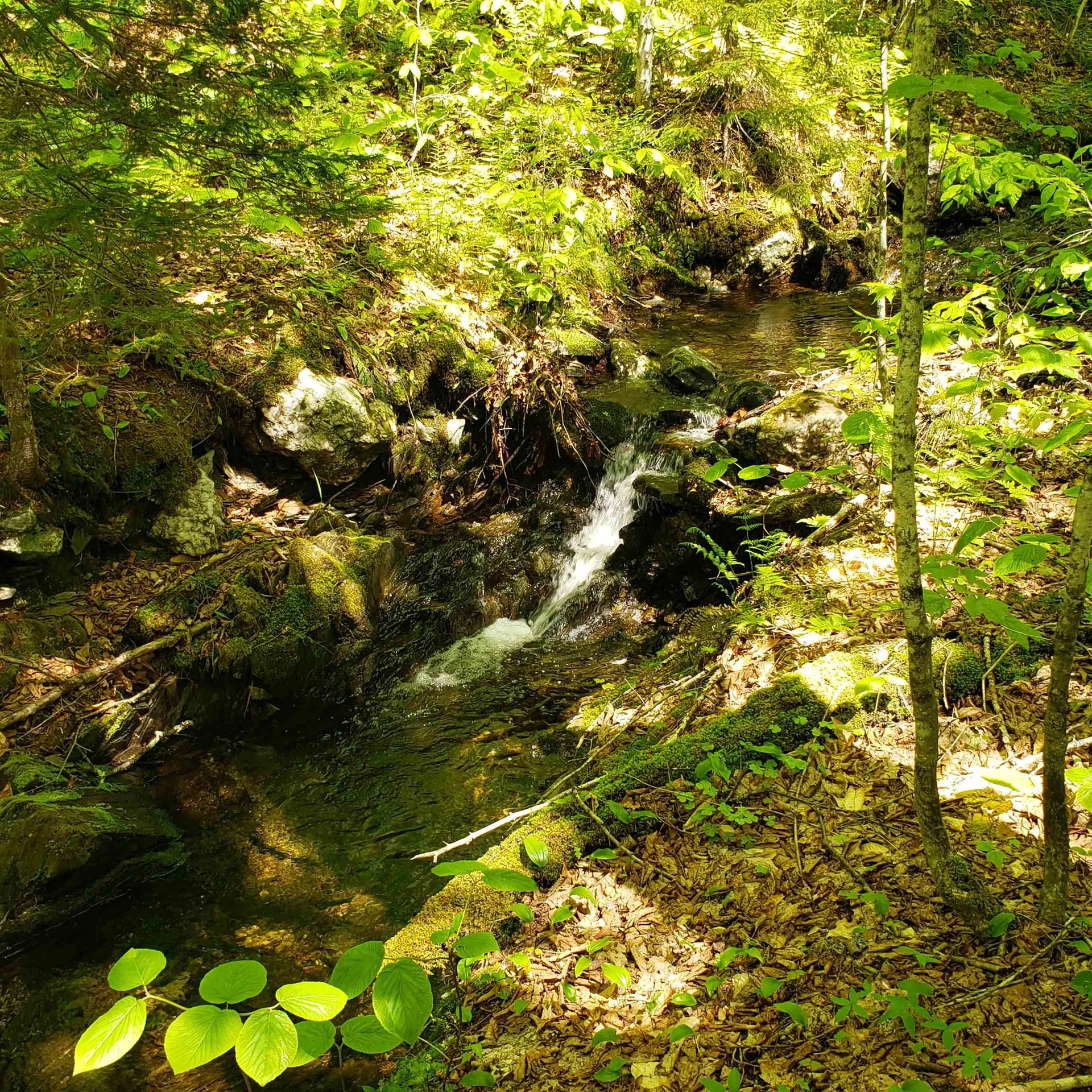 00 Beaver Meadow Road Roxbury VT 05669