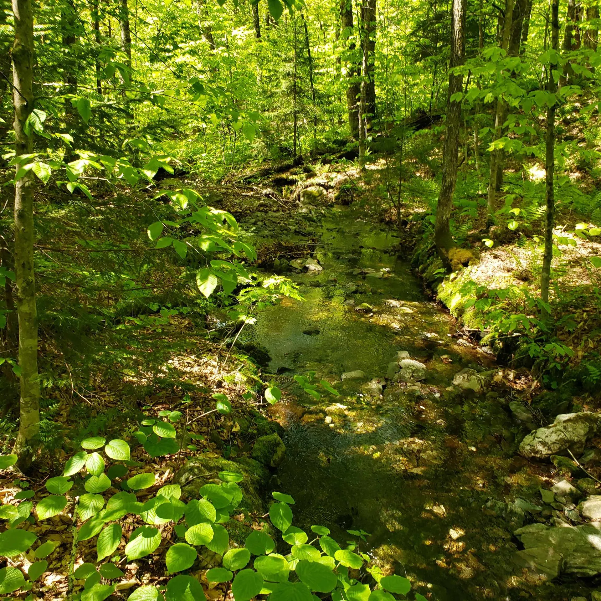 00 Beaver Meadow Road Roxbury VT 05669