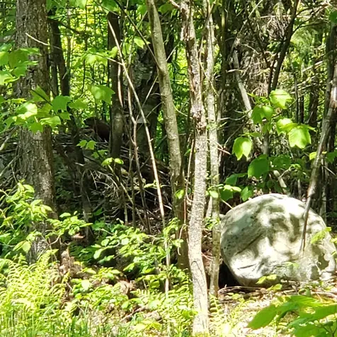 00 Beaver Meadow Road Roxbury VT 05669