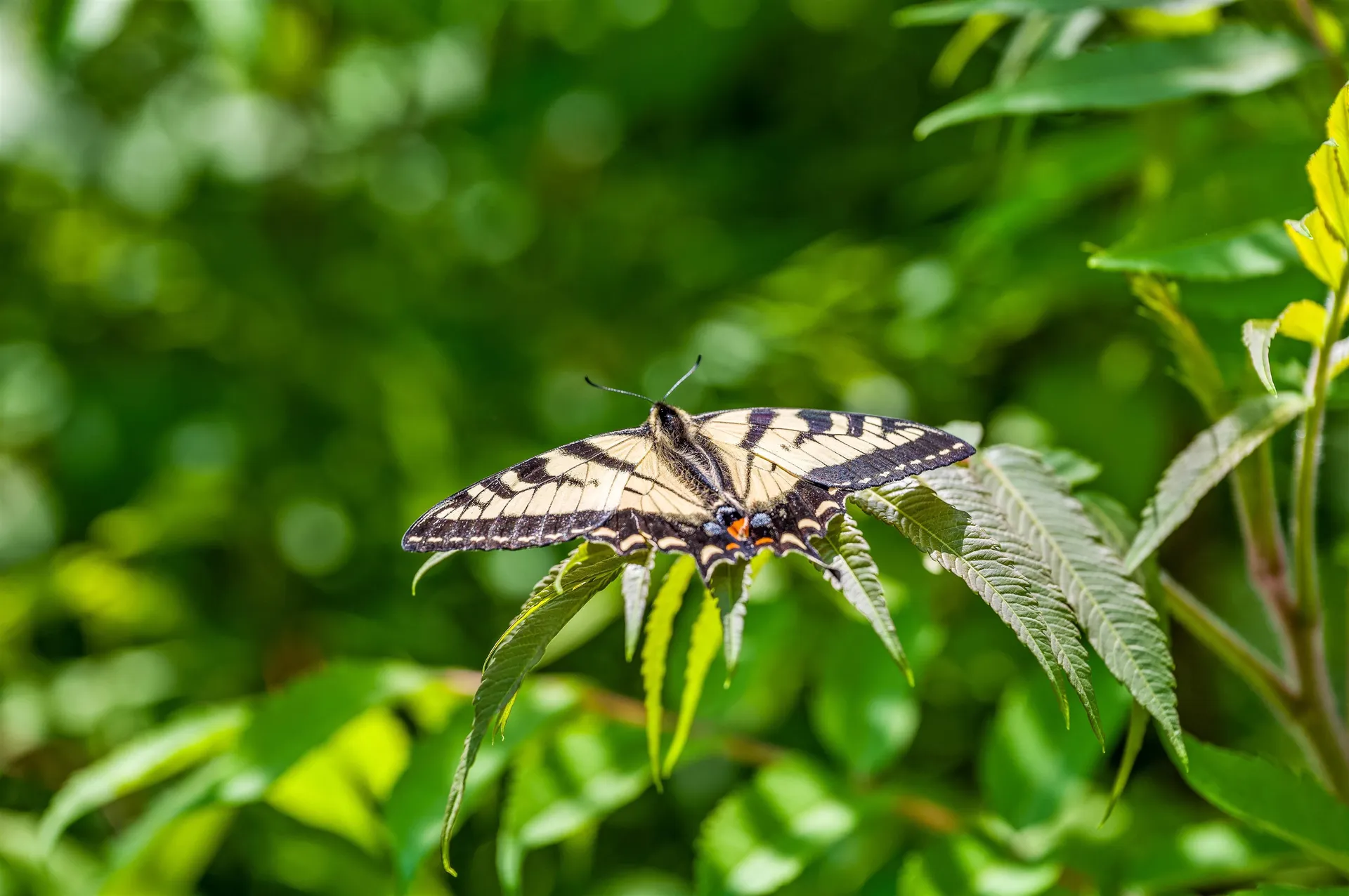 3534 Us Route 2 Marshfield VT 05658