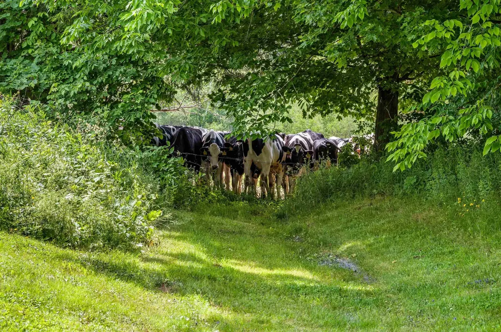 2000 East Warren Road Waitsfield VT 05673