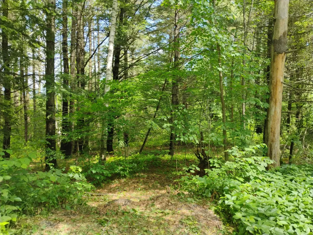 0 Orchard Street Brattleboro VT 05301