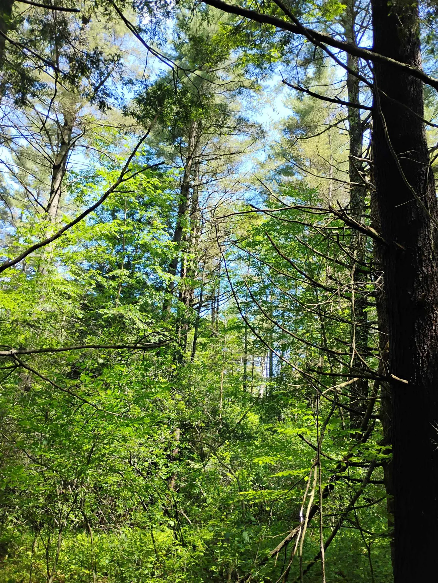 0 Orchard Street Brattleboro VT 05301