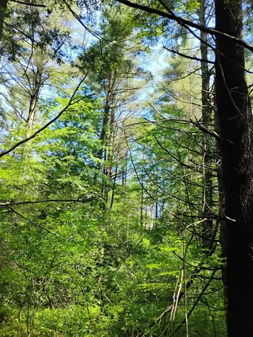 0 Orchard Street Brattleboro VT 05301