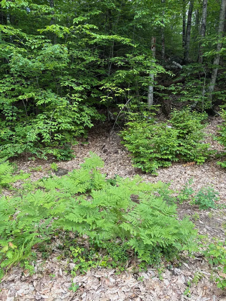 00 River Street Ashland NH 03217