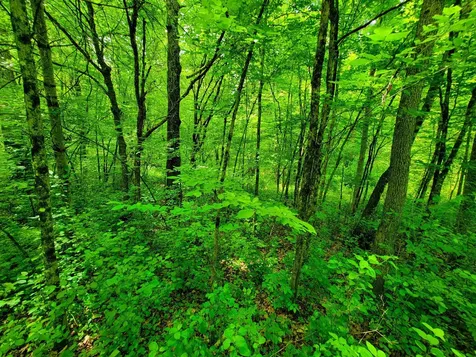 4376 Vt-22a Bridport VT 05734