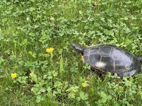 1017 Mayhew Road Jay VT 05859