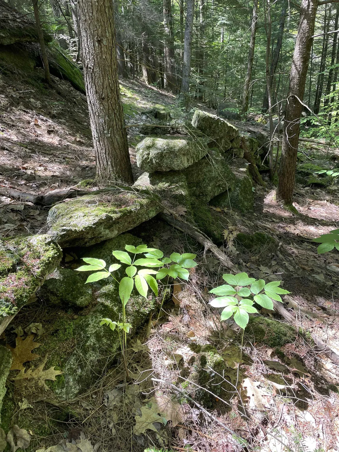 * Alder Plains Road Bradford NH 03221