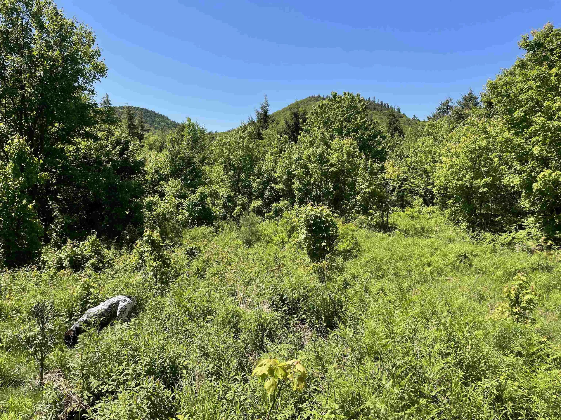 * Alder Plains Road Bradford NH 03221