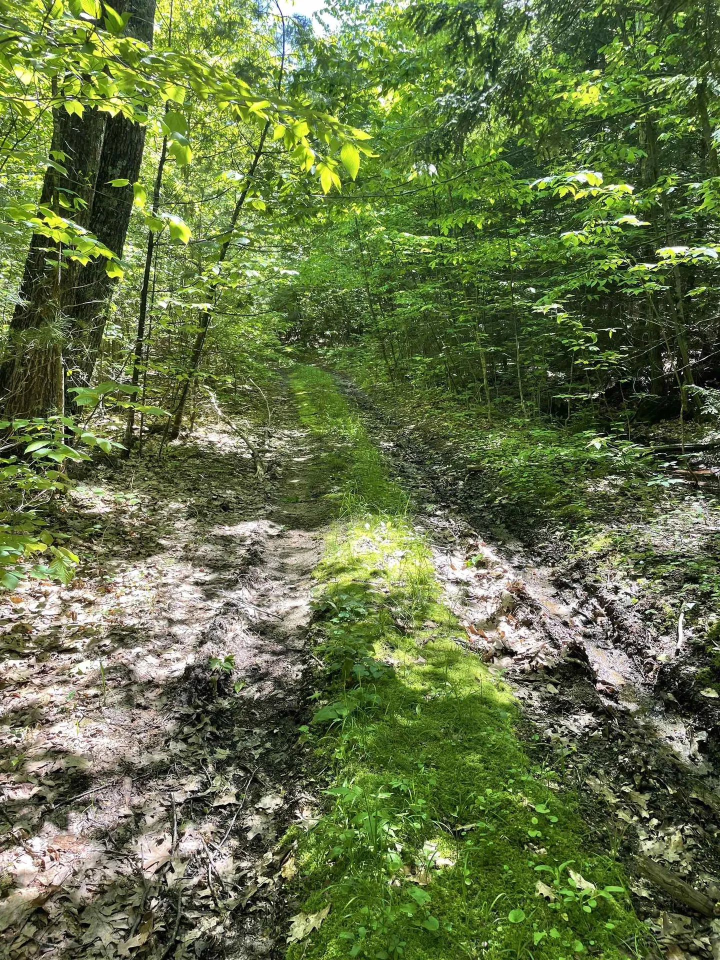 * Alder Plains Road Bradford NH 03221