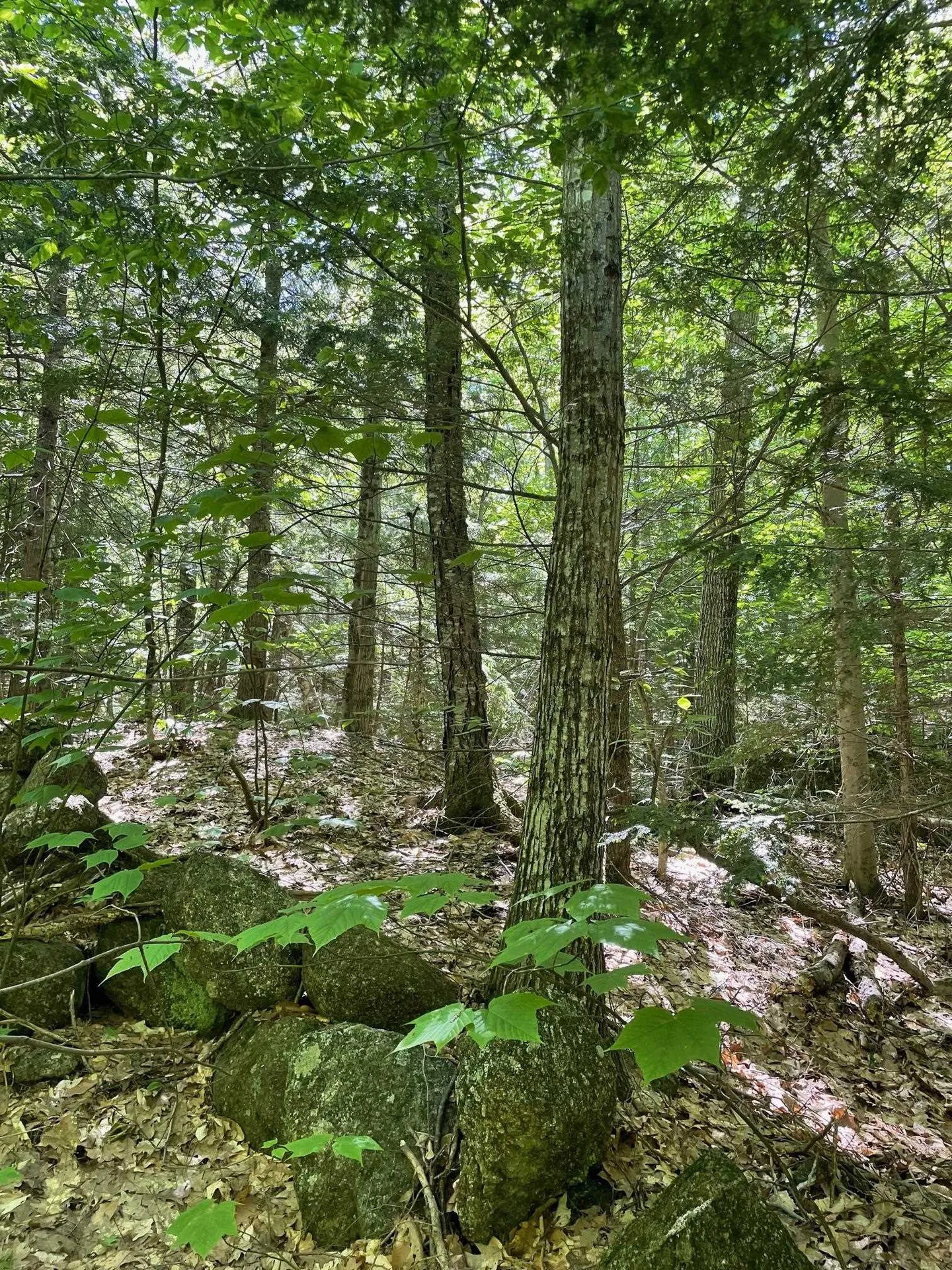 * Alder Plains Road Bradford NH 03221