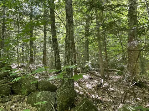 * Alder Plains Road Bradford NH 03221