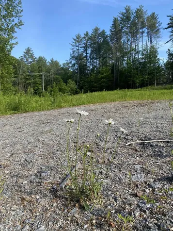 Nutting Road Sunapee NH 03782