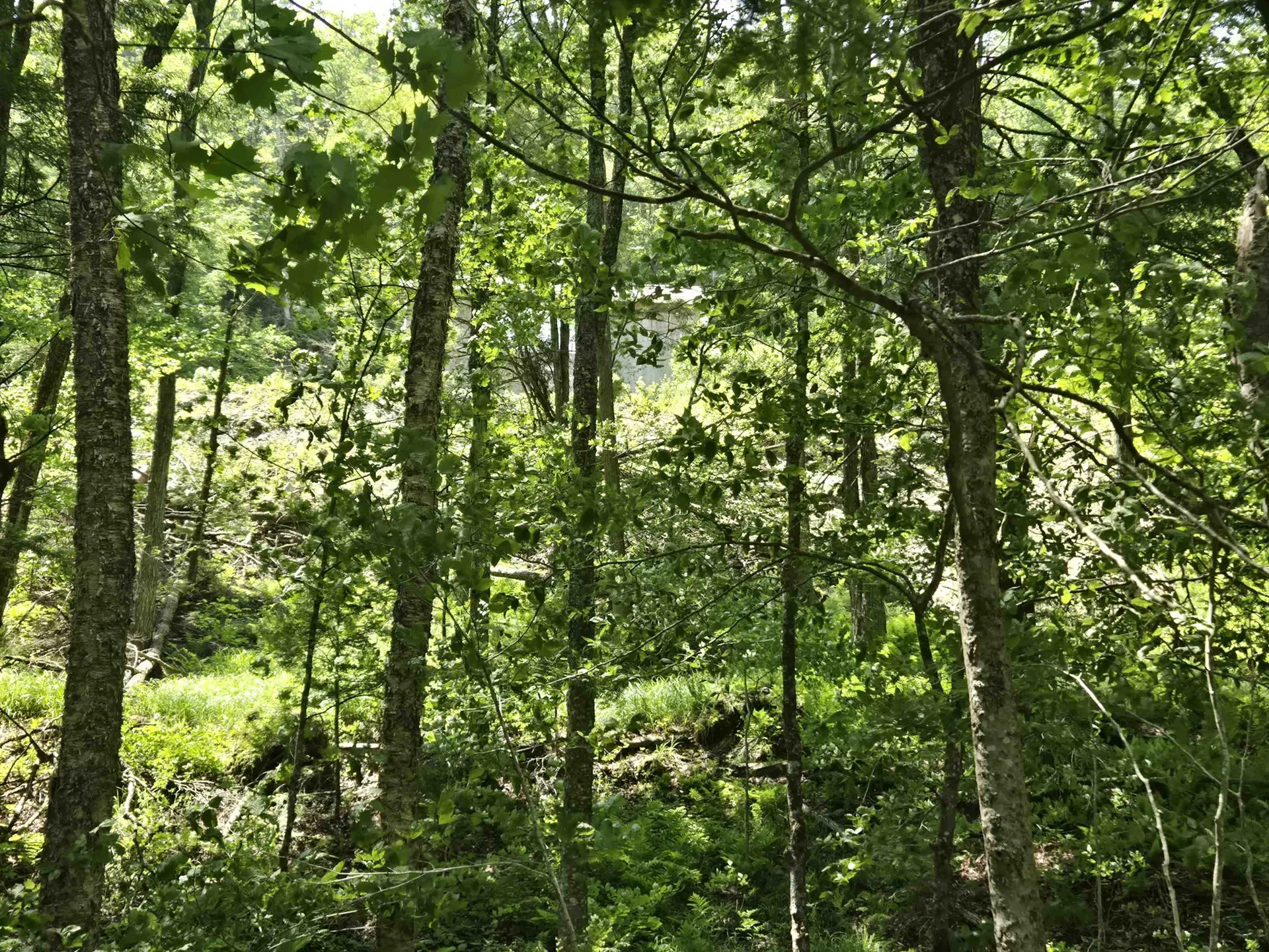 459 Sugar Hill Road Bethel VT 05032