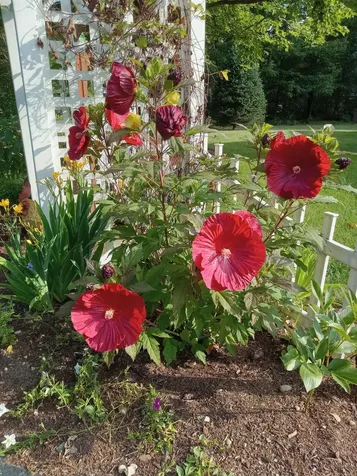 95 West Danforth Road Freedom NH 03836