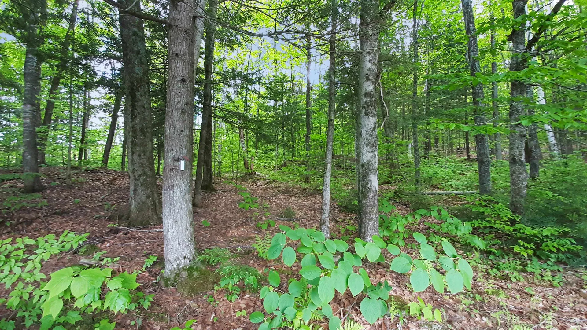 4150 Trebo Road Chester VT 05143