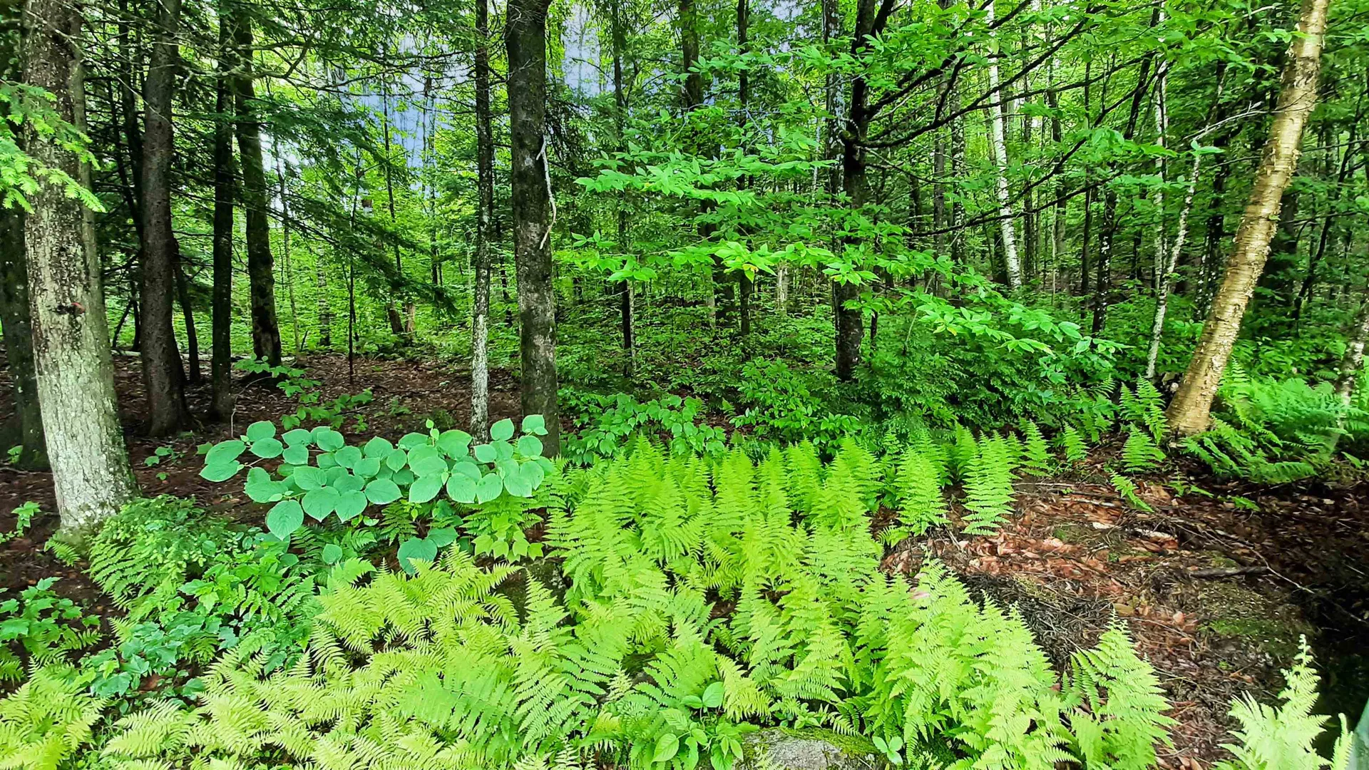 4150 Trebo Road Chester VT 05143