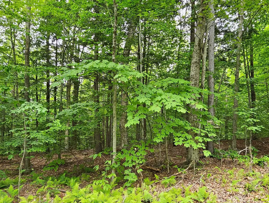 00 Susan Lynn Lane Wardsboro VT 05355