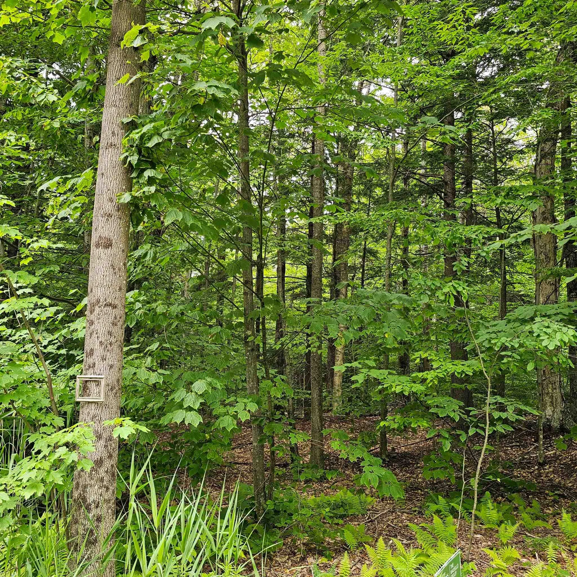 00 Susan Lynn Lane Wardsboro VT 05355