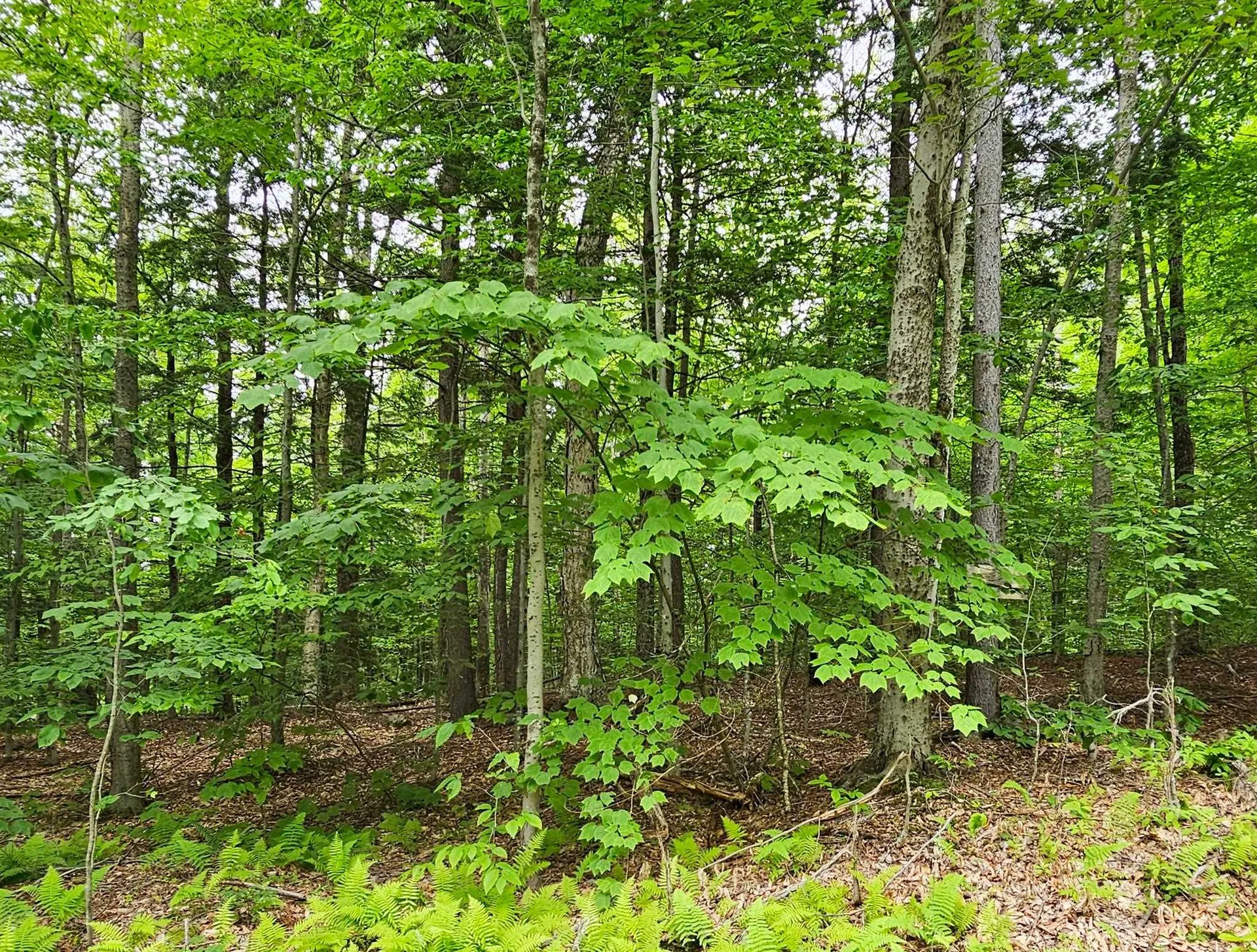 00 Susan Lynn Lane Wardsboro VT 05355