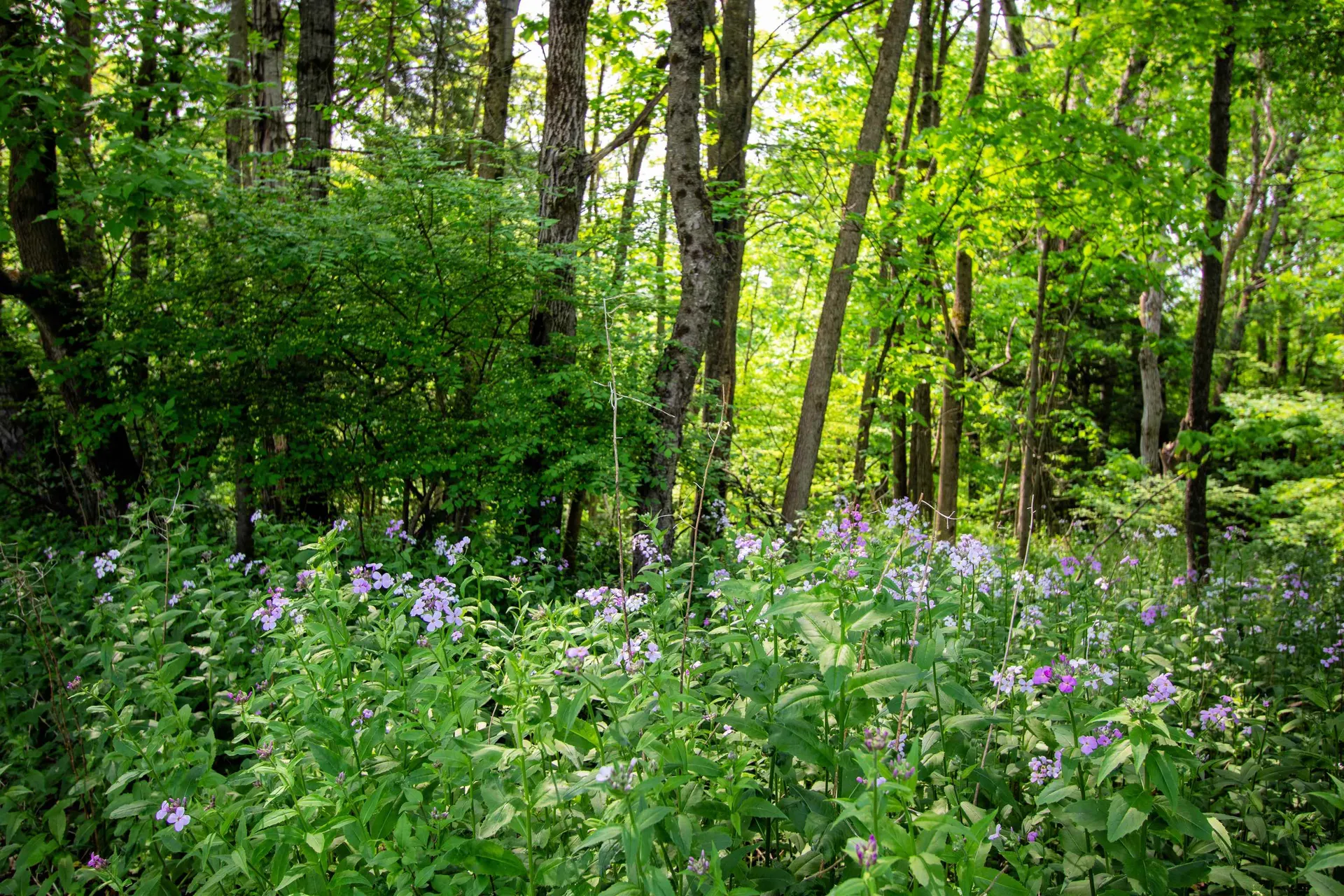 245 Tremont Street St. Johnsbury VT 05819