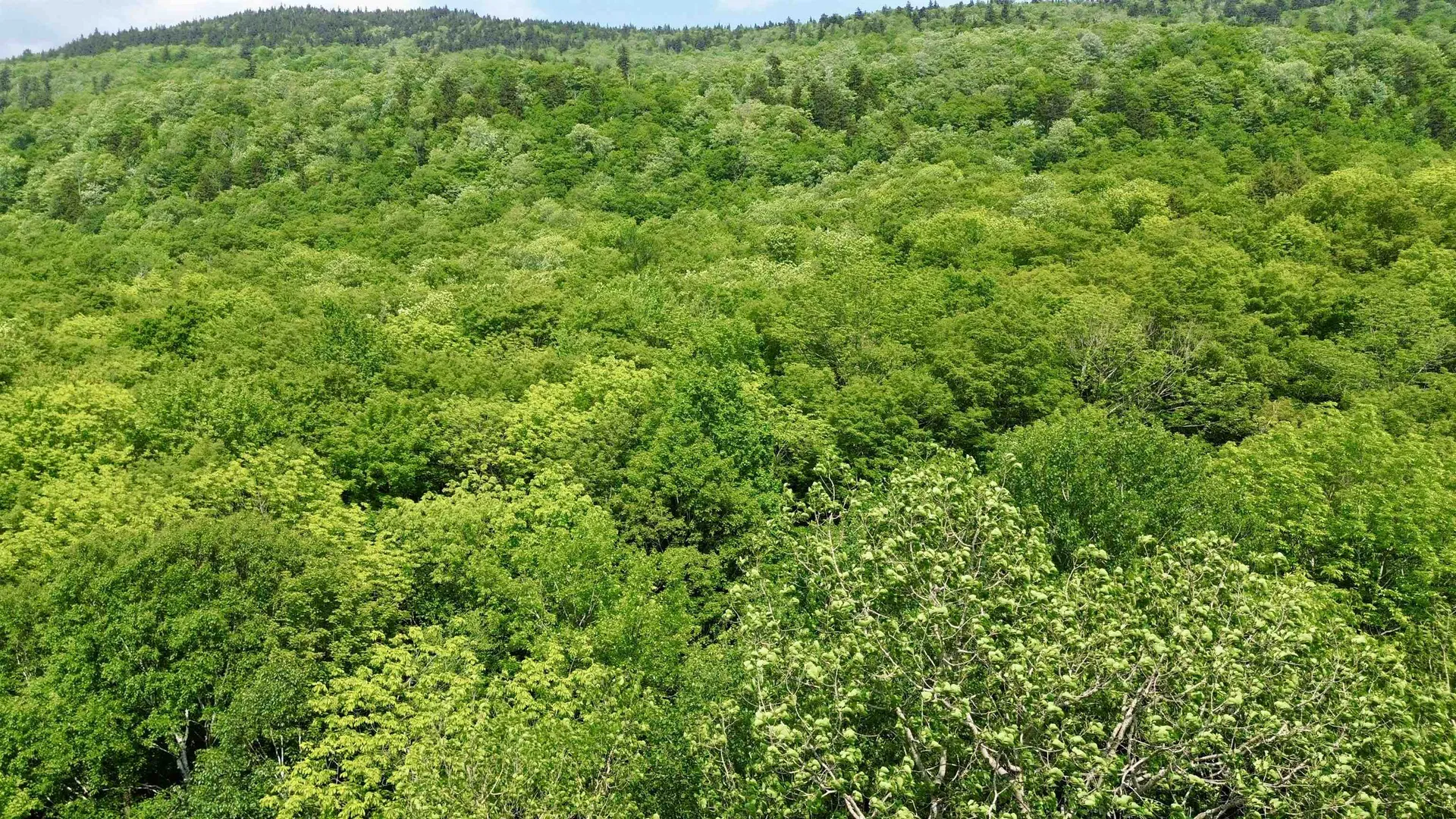 0 North Road Eden VT 05653