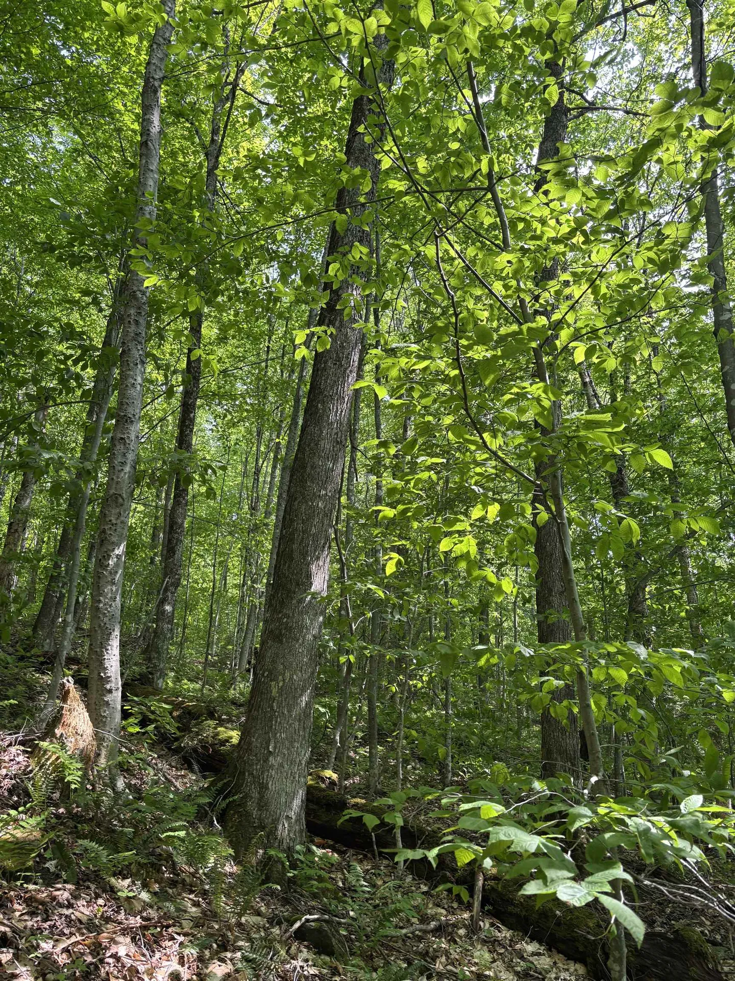 0 North Road Eden VT 05653