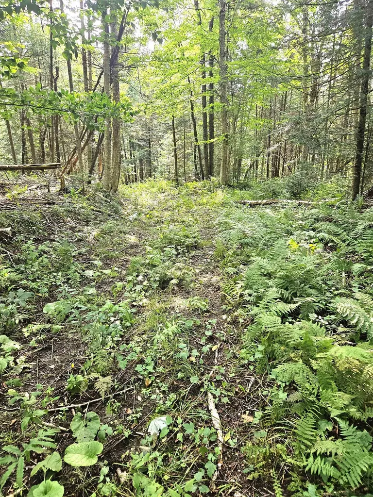 0 Andrews Road Holland VT 05830