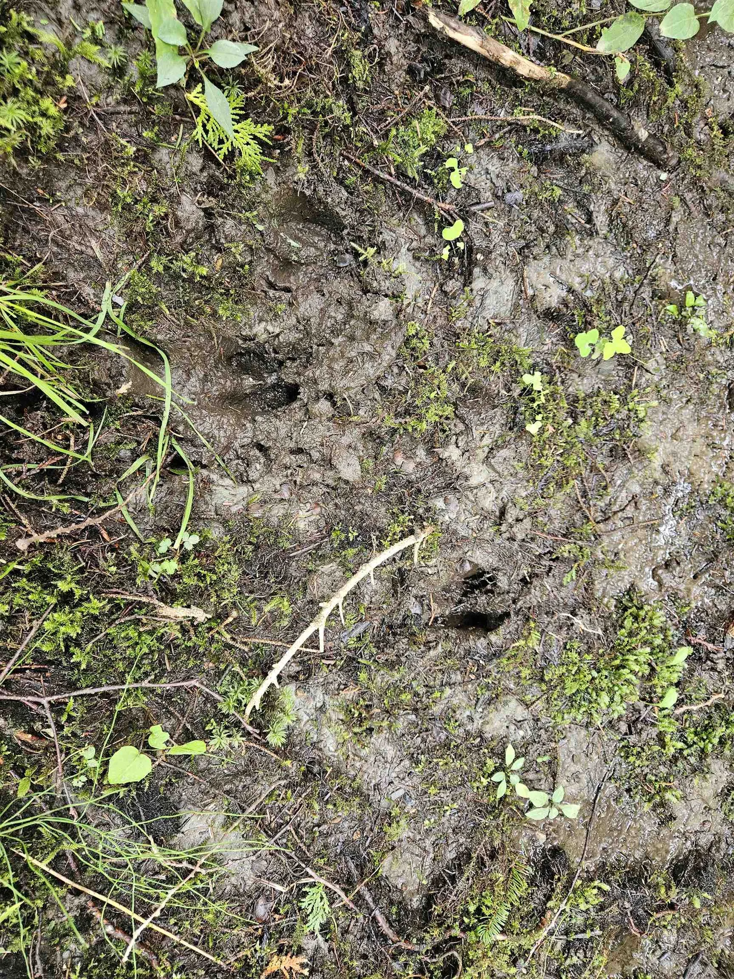 0 Andrews Road Holland VT 05830