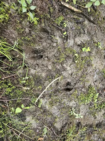 0 Andrews Road Holland VT 05830