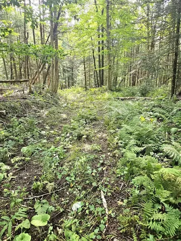 0 Andrews Road Holland VT 05830