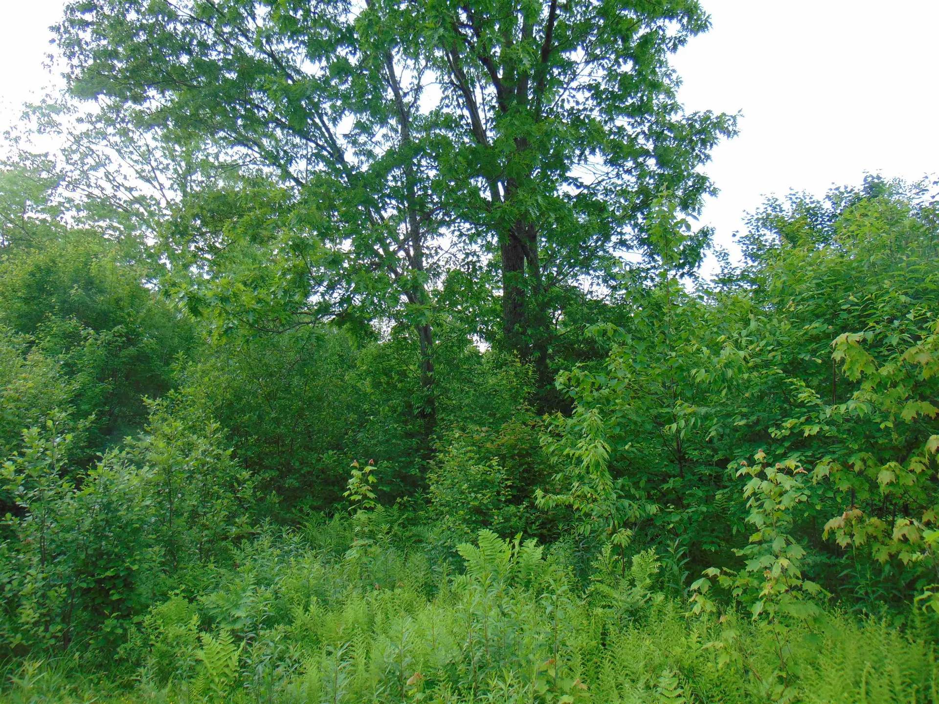 0 Walker Pit Road Concord VT 05824