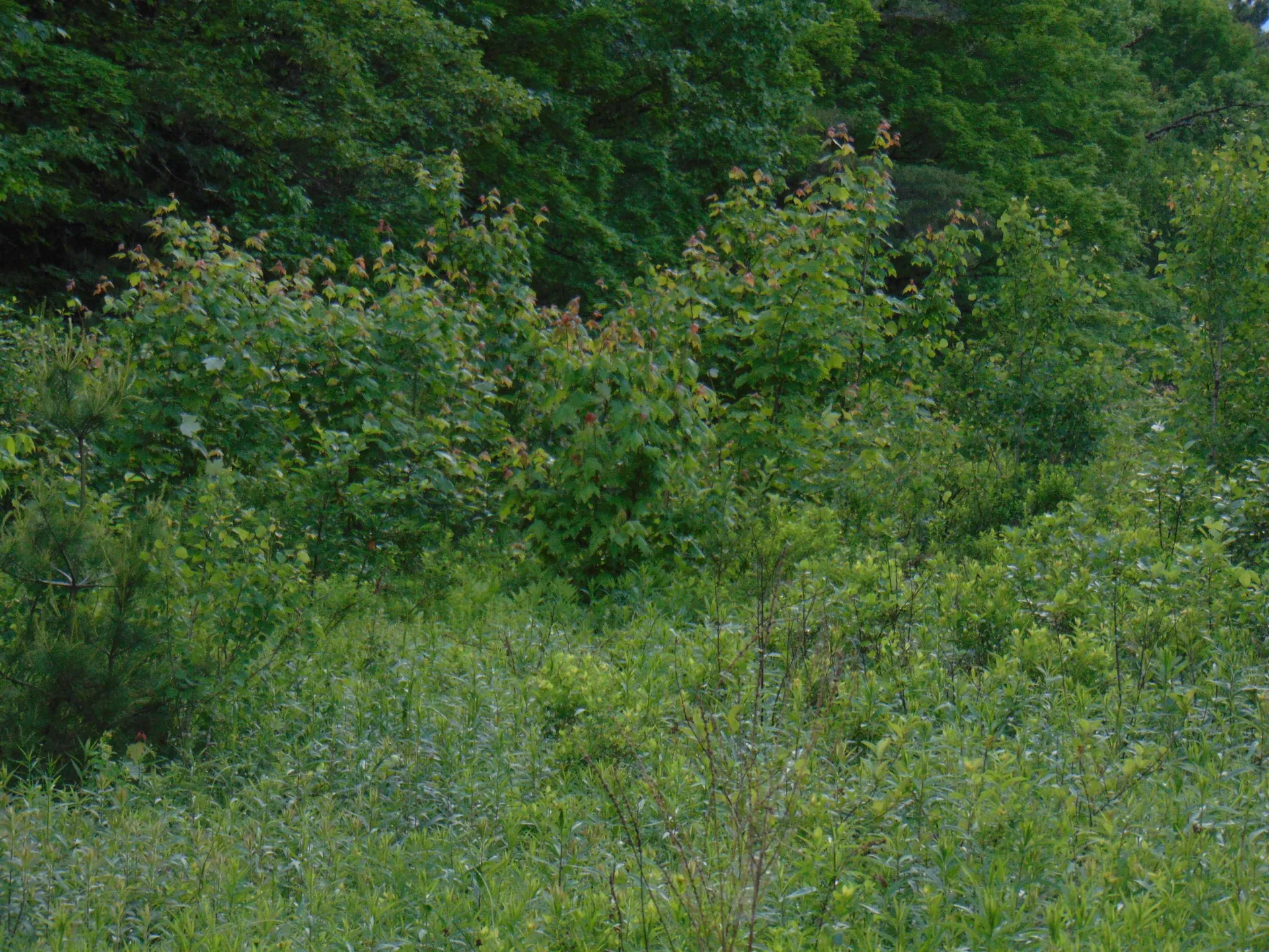 0 Walker Pit Road Concord VT 05824