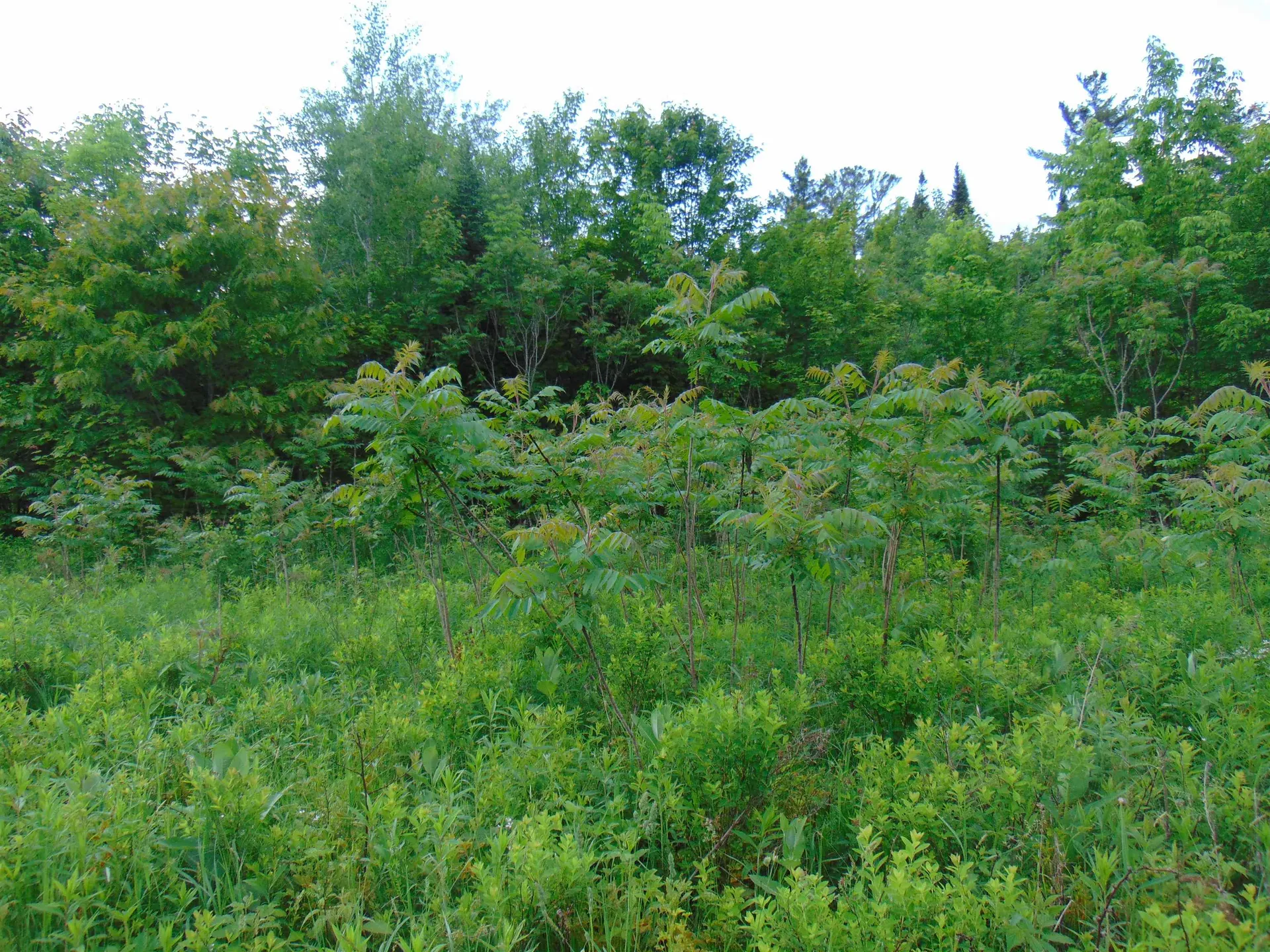 0 Walker Pit Road Concord VT 05824