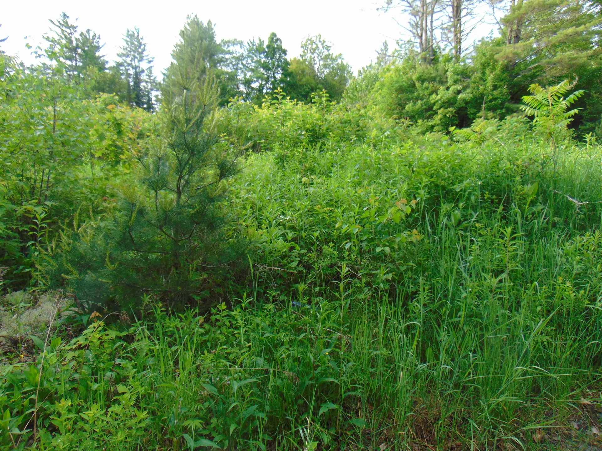 0 Walker Pit Road Concord VT 05824